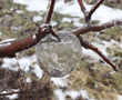 Another byproduct of this extreme cold: Ghost apples