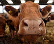 Cows get own Tinder-style app for breeding