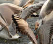 Despite fog, birders find more species across NCR