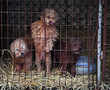 Rescue of 200 dogs destined for slaughterhouse begins in South Korea