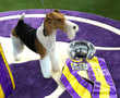 Wire Fox Terrier named Westminster's 'Best in Show'