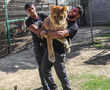 This zoo will let visitors play with a lion, declawed