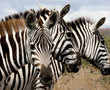 Why do zebras have stripes? Perhaps to dazzle away flies