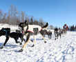 Alaska's 47th Iditarod sled dog race kicks off this weekend