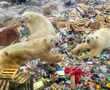 Polar bears feast on food waste in Russia's Arctic