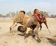 Camel fighting persists in Pakistan despite ban