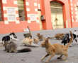 Hundreds of cat orphaned after prisoners shift