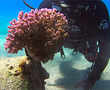 Israel moves pristine corals after restricted beach reopens