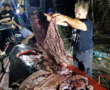 Whale in Philippines had 40kg of plastic in tummy
