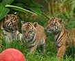 Rare Sumatran tiger cubs make public debut at Sydney zoo