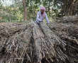 Sugar rush fades for farmers ahead of vote