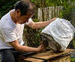 The Hong Kong beekeeper harvesting hives barehanded