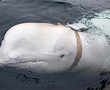 Beluga whale with Russian harness raises alarm in Norway