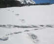 Yeti footprints? Indian Army spots these in the Himalayas