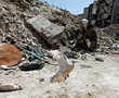 Living in the ruins of Aleppo's old frontline