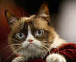 Internet star "Grumpy Cat" dies at the age of 7