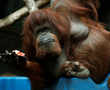 Orangutan Nenette celebrates her 50th birthday party