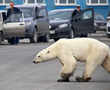 Hungry polar bear found wandering in Russia industrial city