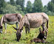Serbia's ultra-expensive donkey cheese