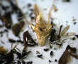 Insect apocalypse: German bug watchers sound alarm