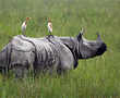 Braving the monsoon to save rhinos at Kaziranga National Park