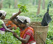 Rare Assam tea bags world record at auction