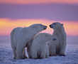 Polar bear encounters to increase, say Alaska scientists