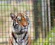More than 2,300 tigers killed and trafficked this century: Report