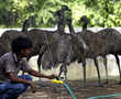 The plight of Delhi Zoo: Few "demotivated" keepers and the striking figure of animal mortality