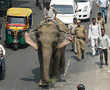 Delhi's last elephant missing for two months found at last