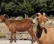 Tens of thousands of goats munch Greek island into crisis