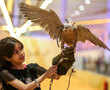 Spanish falcons feed Arab passion for raptor hunting