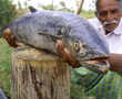 The grandpa who made jumbo meals is no more