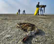 Thousands of migratory birds die mysteriously in Rajasthan's Sambhar Lake