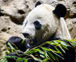 Bye bye Bei Bei: Washington bids farewell to last panda cub