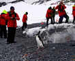 In Antarctica, tourists swim among penguins