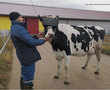 Cows get 'Virtual Reality' glasses to ward off winter blues
