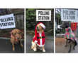 Pooches at the polls: a British tradition!