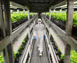 Grown from necessity: Vertical farming takes off in ageing Japan
