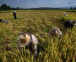 Thai rice farmers shun 'big agribusiness' and fight climate change