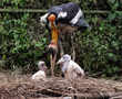 Once unloved, threatened storks given new hope in Indian zoo