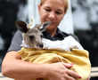 Australian animals face extinction amid fire