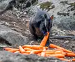 Carrot drops for starved and stranded wallabies in Australia
