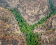 Secret mission saves Australia's 'dinosaur trees' from bushfires