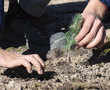 Seeds of hope: Young volunteers replant Tunisia forests