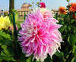 Delhi: Mughal Garden to open doors soon as fresh flowers bloom