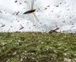 UN warns of 'major shock' as Africa locust outbreak spreads
