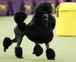 Poodle perfection: Meet Siba the 'top dog' from 2020 Westminster Dog Show