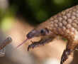 How coronavirus can save the most trafficked mammal on Earth
