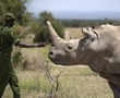 Virus could be the end for this rhino